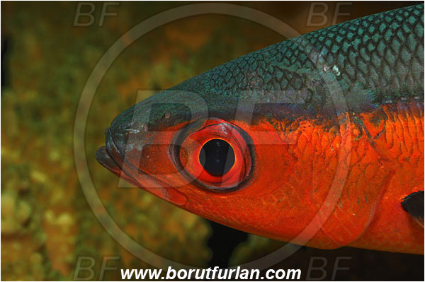 Bunaken, Sulawesi, Indonesia, Pterocaesio tile, Pterocaesio, Caesionidae, Dark-banded fusilier, Fusilier, Fish, Portrait