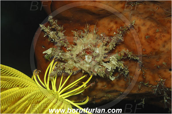 Bunaken, Sulawesi, Indonesia, Schizophrys aspera, Schizophrys, Majidae, Decapoda, Crustacea, Crustacean, Red Spider Crab, Spider Crab, Crab