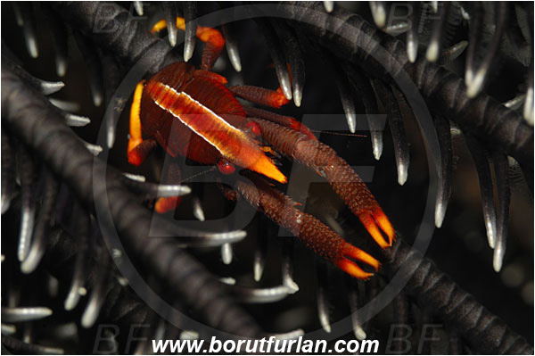 Bunaken, Sulawesi, Indonesia, Allogalathea elegans, Allogalathea, Galatheidae, Decapoda, Crinoid Squat Lobster, Elegant Squat Lobster, Squat lobster, Crustacea, Crustacean