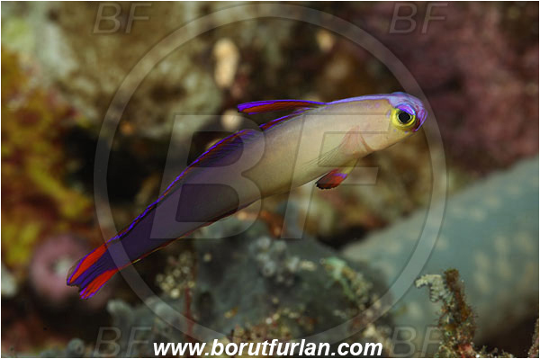 Bunaken, Sulawesi, Indonesia, Nemateleotris decora, Nemateleotris, Microdesmidae, Purple Fire Goby, Fire Goby, Fish