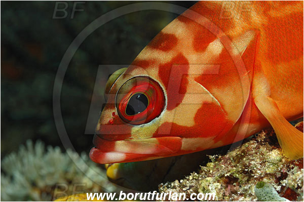 Bunaken, Sulawesi, Indonesia, Epinephelus fasciatus, Epinephelus, Serranidae, Blacktip grouper, Grouper, Fish, Portrait