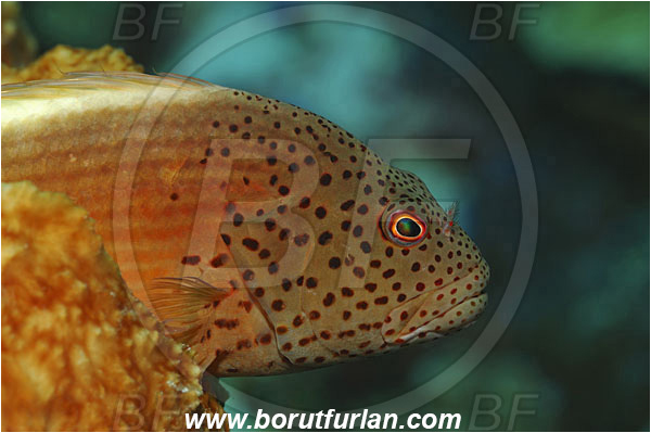 Manado Tua, Sulawesi, Indonesia, Paracirrhites forsteri, Paracirrhites, Cirrhitidae, Blackside Hawkfish, Hawkfish, Fish, Portrait
