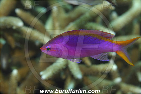 Manado Tua, Sulawesi, Indonesia, Pseudanthias tuka, Pseudanthias, Serranidae, Yellowstriped fairy basslet, Fairy basslet, Fish