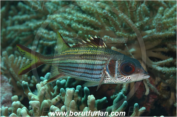 Manado Tua, Sulawesi, Indonesia, Neoniphon sammara, Neoniphon, Holocentridae, Spotfin Squirrelfish, Sammara Squirrelfish, Squirrelfish, Fish