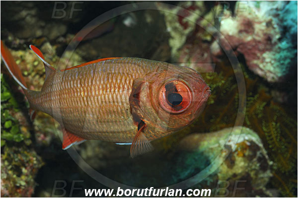 Manado Tua, Sulawesi, Indonesia, Myripristis murdjan, Myripristis, Holocentridae, Blotcheye Soldierfish, Pinecone soldierfish, Soldierfish, Fish