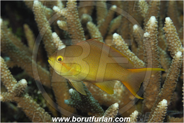 Manado Tua, Sulawesi, Indonesia, Pseudanthias sp., Pseudanthias, Serranidae, Yellowstriped fairy basslet, Fairy basslet, Fish