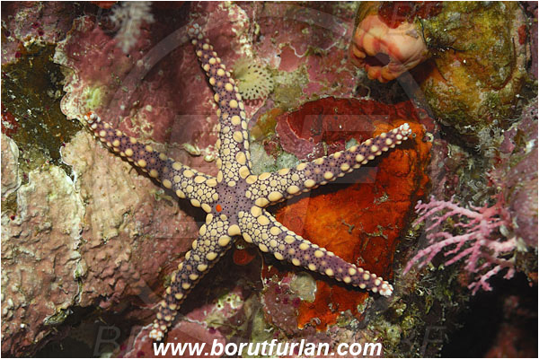 Bunaken, Sulawesi, Indonesia, Fromia nodosa, Fromia, Goniasteridae, Elegant Starfish, Starfish, Asteroidea, Echinodermata, Echinoderm