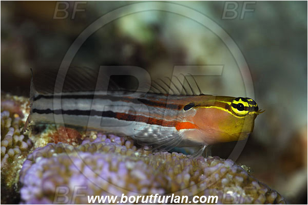 Bunaken, Sulawesi, Indonesia, Ecsenius bathi, Ecsenius, Blenniidae, Bath