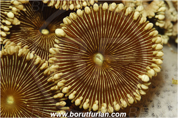 Bunaken, Sulawesi, Indonesia, Protopalythoa, Sphenopidae, Anemone, Cnidarian, Cnidaria, Abstract