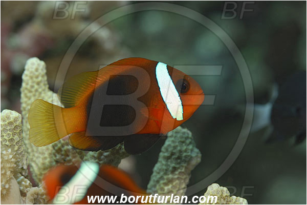Pantar, Alor, Indonesia, Amphiprion melanopus, Amphiprion, Pomacentridae, Red and Black Anemonefish, Anemonefish, Clownfish, Fish, Portrait