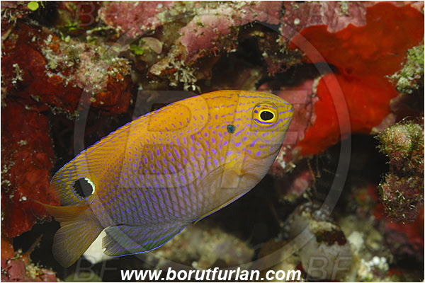 Bunaken, Sulawesi, Pomacentrus vaiuli, Pomacentrus, Pomacentridae, Ocellate Damselfish, Damselfish, Fish