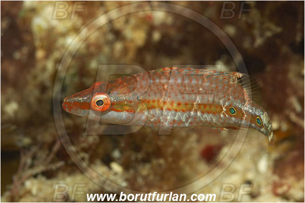 Bunaken, Sulawesi, Indonesia, Oxycheilinus orientalis, Oxycheilinus, Labridae, Oriental maori wrasse, Wrasse, Fish