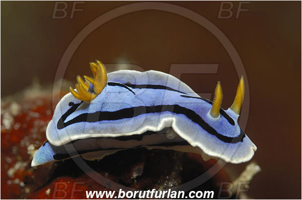 Bunaken, Sulawesi, Indonesia, Chromodoris lochi, Chromodoris, Chromodorididae, Loch