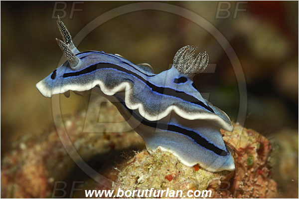 Lembeh strait, Sulawesi, Indonesia, Chromodoris willani, Chromodoris, Chromodorididae, Willan