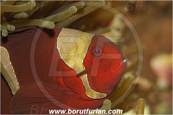 Bunaken, Sulawesi, Indonesia, Premnas biaculeatus, Premnas, Pomacentridae, Maroon Clownfish, Spine-Cheek Clownfish, Anemonefish, Clownfish, Fish, Portrait