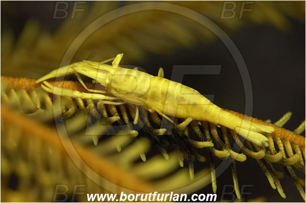 Bunaken, Sulawesi, Indonesia, Laomenes amboinensis, Laomenes, Palaemonidae, Ambon Crinoid Shrimp, Shrimp, Decapoda, Crustacea, Crustacean