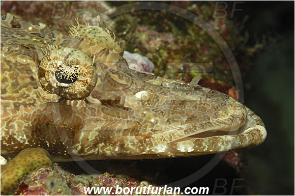 Bunaken, Sulawesi, Indonesia, Papilloculiceps longiceps, Papilloculiceps, Platycephalidae, Tentacled flathead, Flathead, Fish, Portrait