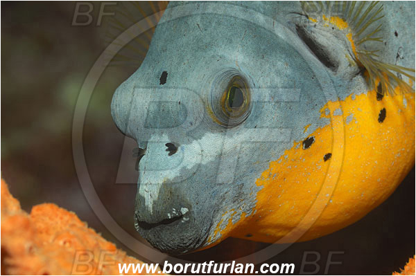 Bunaken, Sulawesi, Indonesia, Arothron nigropunctatus, Arothron, Tetraodontidae, Blackspotted puffer, Puffer, Fish, Portrait
