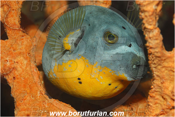 Bunaken, Sulawesi, Indonesia, Arothron nigropunctatus, Arothron, Tetraodontidae, Blackspotted puffer, Puffer, Fish, Portrait