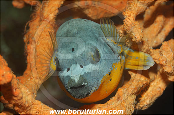 Bunaken, Sulawesi, Indonesia, Arothron nigropunctatus, Arothron, Tetraodontidae, Blackspotted puffer, Puffer, Fish, Portrait