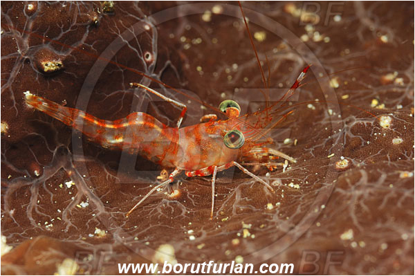 Bunaken, Sulawesi, Indonesia, Cinetorhynchus reticulatus, Cinetorhynchus, Rhynchocinetidae, Decapoda, Dancing Shrimp, Shrimp, Crustacea, Crustacean
