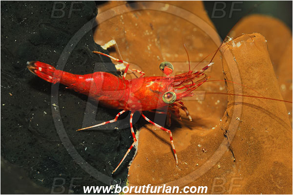 Bunaken, Sulawesi, Indonesia, Cinetorhynchus sp., Cinetorhynchus, Rhynchocinetidae, Decapoda, Dancing Shrimp, Shrimp, Crustacea, Crustacean