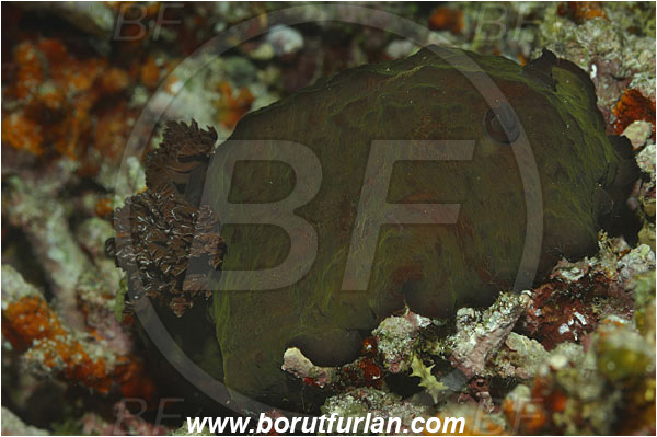 Bunaken, Sulawesi, Indonesia, Platydoris sp., Platydoris, Discodorididae, Dorid Nudibranch, Nudibranch, Sea slug, Gastropoda, Mollusca, Mollusc