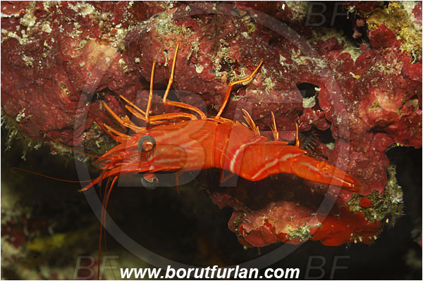 Bunaken, Sulawesi, Indonesia, Cinetorhynchus concolor, Cinetorhynchus, Rhynchocinetidae, Decapoda, Orange hingebeak, Shrimp, Crustacea, Crustacean
