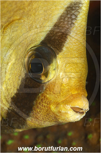 Bunaken, Sulawesi, Indonesia, Chaetodon kleinii, Chaetodon, Chaetodontidae, Sunburst Butterflyfish, Klein