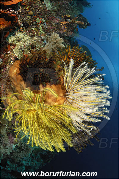 Bunaken, Sulawesi, Indonesia, Crinoid, Crinoidea, Feather star, Echinodermata, Echinoderm, Reef