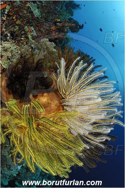 Bunaken, Sulawesi, Indonesia, Crinoid, Crinoidea, Feather star, Echinodermata, Echinoderm, Reef