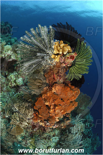 Bunaken, Sulawesi, Indonesia, Crinoid, Crinoidea, Feather star, Echinodermata, Echinoderm, Reef
