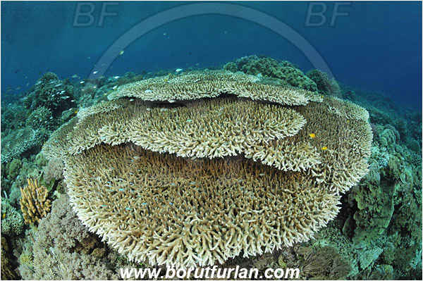 Bunaken, Sulawesi, Indonesia, Acropora hyacinthus, Acropora, Acroporidae, Table Coral, Coral, Anthozoa, Cnidaria, Cnidarian, Reef