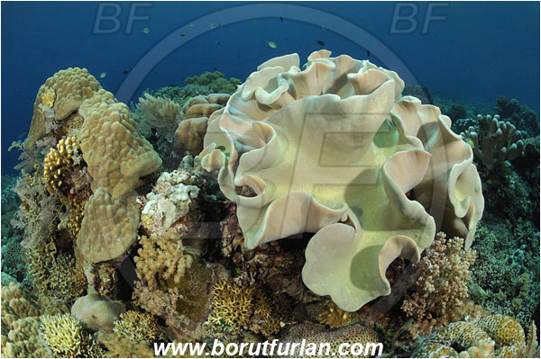 Bunaken, Sulawesi, Indonesia, Sarcophyton sp., Sarcophyton, Alcyoniidae, Anthozoa, Cnidaria, Cnidarian, Mushroom Leather Coral, Leather Coral, Coral, Reef