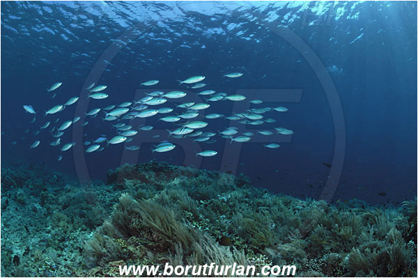 Bunaken, Sulawesi, Indonesia, Caesio sp., Caesio, Caesionidae, Fusilier, Fish, Fish school, Reef