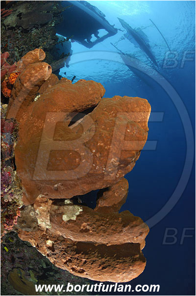Bunaken, Sulawesi, Indonesia, Diacarnus spinipoculum, Diacarnus, Podospongiidae, Sponge, Porifera, Reef, Wall, Diving Boat, Traditional trimaran
