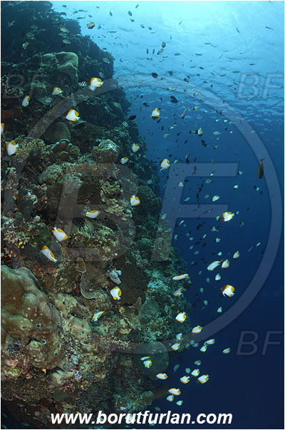 Bunaken, Sulawesi, Indonesia, Hemitaurichthys polylepis, Hemitaurichthys, Chaetodontidae, Yellow Pyramid Butterflyfish, Butterflyfish, Fish, Fish school, Reef, Wall