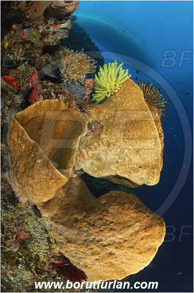 Siladen, Sulawesi, Indonesia, Diacarnus spinipoculum, Diacarnus sp., Podospongiidae, Sponge, Porifera, Reef, Wall, Diving Boat
