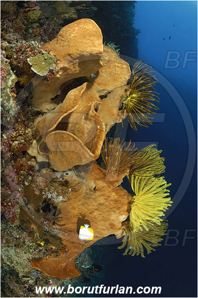 Manado Tua, Sulawesi, Indonesia, Crinoid, Crinoidea, Feather star, Echinodermata, Echinoderm, Diacarnus spinipoculum, Diacarnus sp., Podospongiidae, Sponge, Porifera, Reef, Wall
