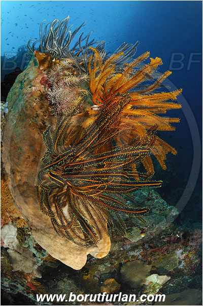 Siladen, Sulawesi, Indonesia, Comantheria briareus, Comantheria, Comatulidae, Feather star, Crinoidea, Echinoderm, Echinodermata, Reef