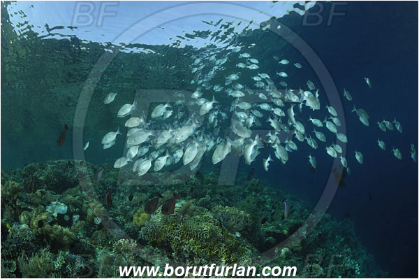 Siladen, Sulawesi, Indonesia, Kyphosus sp., Kyphosus, Kyphosidae, Chub, Fish, Fish school, Reef