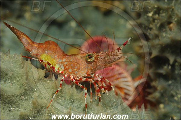 Bunaken, Sulawesi, Indonesia, Cinetorhynchus sp., Cinetorhynchus, Rhynchocinetidae, Decapoda, Dancing Shrimp, Shrimp, Crustacea, Crustacean