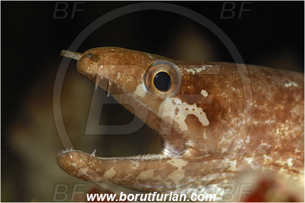 Bunaken, Sulawesi, Indonesia, Gymnothorax zonipectis, Gymnothorax, Muraenidae, Barred-fin Moray, Moray, Fish, Portrait