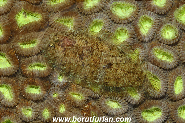 Bunaken, Sulawesi, Indonesia, Aseraggodes kaianus, Aseraggodes, Soleidae, Sole, Fish