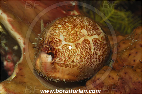 Bunaken, Sulawesi, Indonesia, Leporicypraea mappa, Leporicypraea, Cypraeidae, Map Cowry, Cowry, Sea snail, Gastropoda, Mollusca, Mollusc