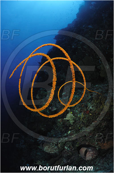Manado Tua, Sulawesi, Indonesia, Cirripathes spiralis, Cirripathes, Antipathidae, Spiral wire coral, Wire coral, Cnidarian, Cnidaria, Reef, Wall