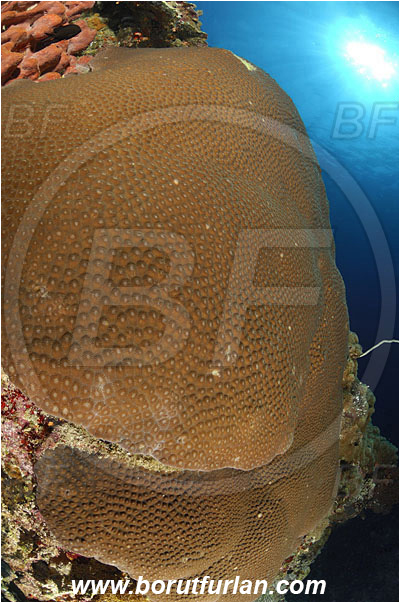 Manado Tua, Sulawesi, Indonesia, Diploastrea heliopora, Diploastrea, Diploastreidae, Honeycomb coral, Coral, Anthozoa, Cnidaria, Cnidarian, Reef