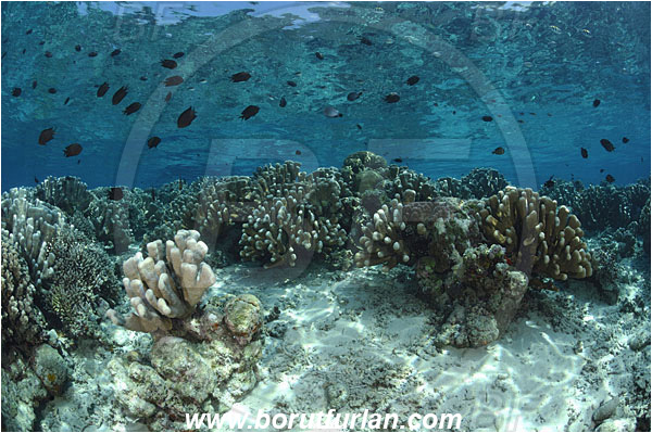 Manado Tua, Sulawesi, Indonesia, Isopora palifera, Isopora, Acroporidae, Anthozoa, Cnidaria, Cnidarian, Acropora Stone Coral, Coral, Reef