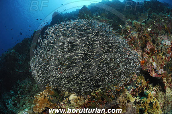 Bunaken, Sulawesi, Indonesia, Plotosus sp., Plotosus, Plotosidae, Catfish, Fish, Fish school, Reef