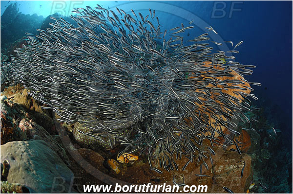 Bunaken, Sulawesi, Indonesia, Plotosus sp., Plotosus, Plotosidae, Catfish, Fish, Fish school, Reef